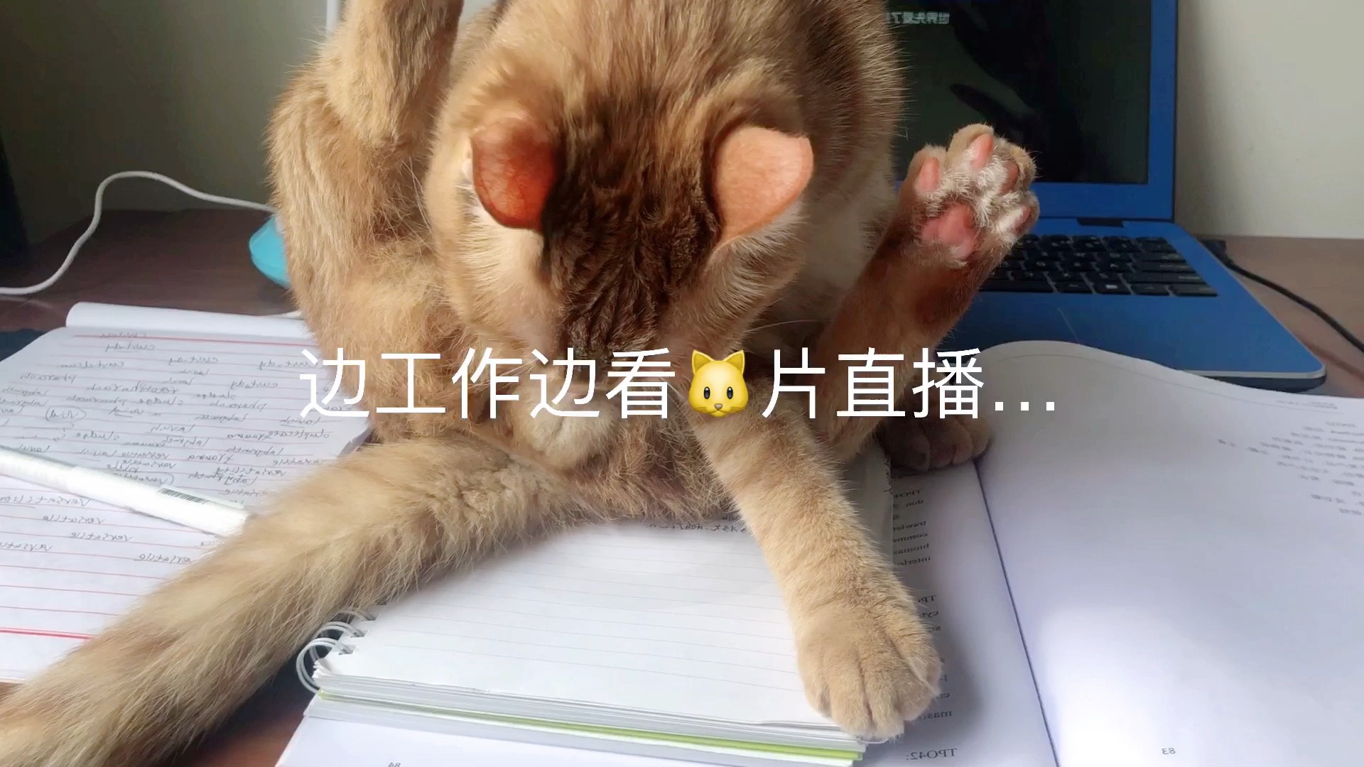 【夫 夫 日 常】男友力,猫片,工作忙!生活就是这么琐碎啊!哔哩哔哩bilibili