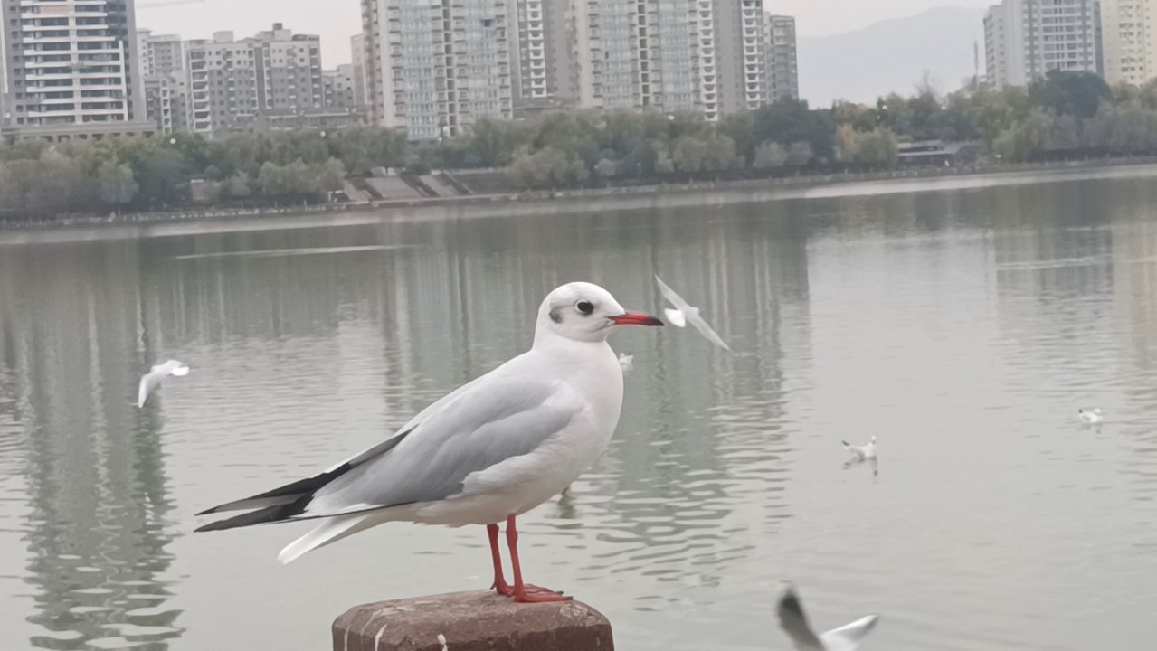 近距离欣赏红嘴鸥