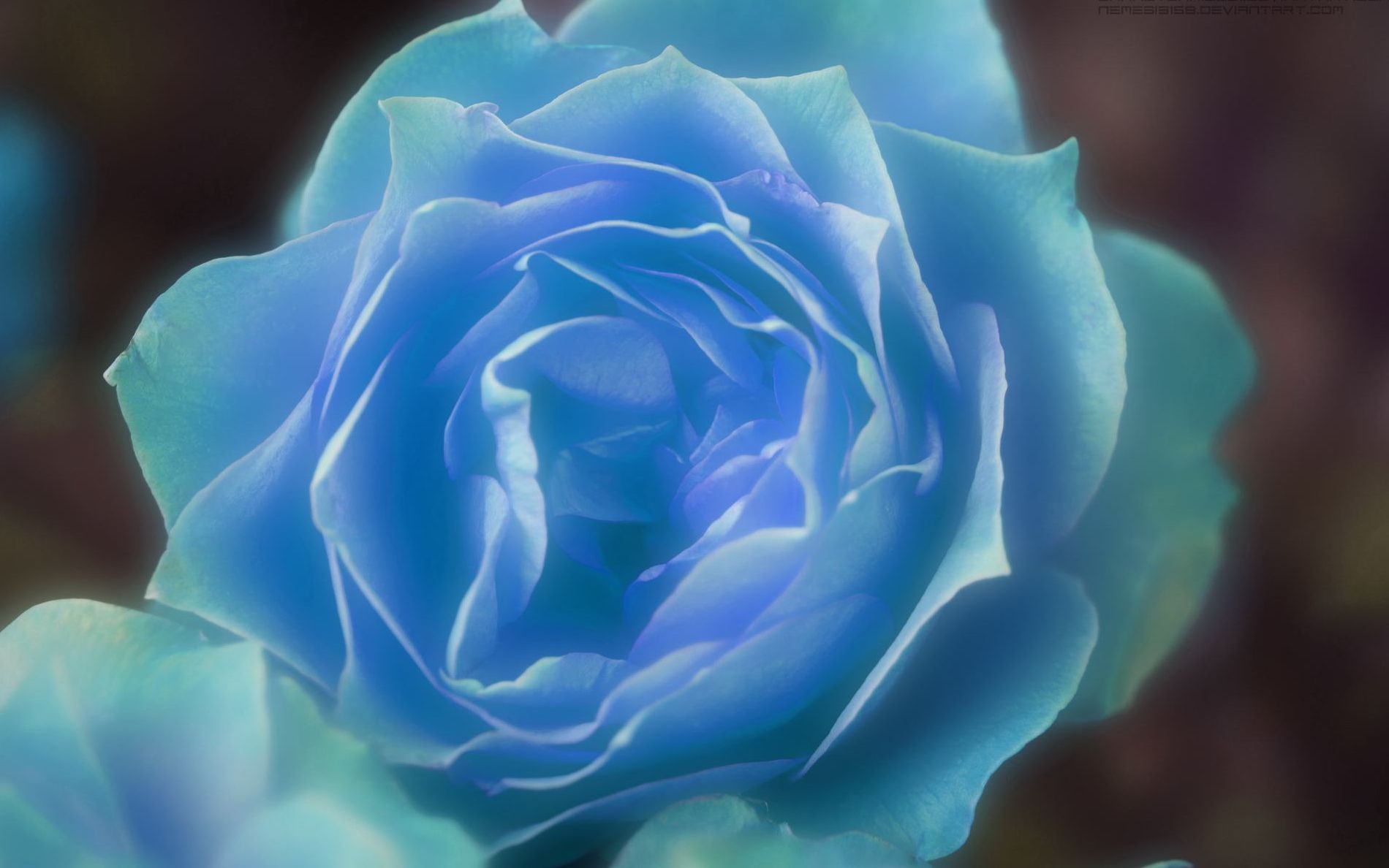 roseisblue图片