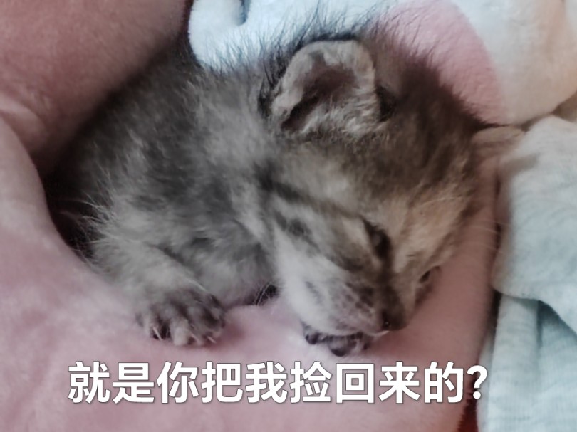 我捡到了刚出生的小猫!哔哩哔哩bilibili