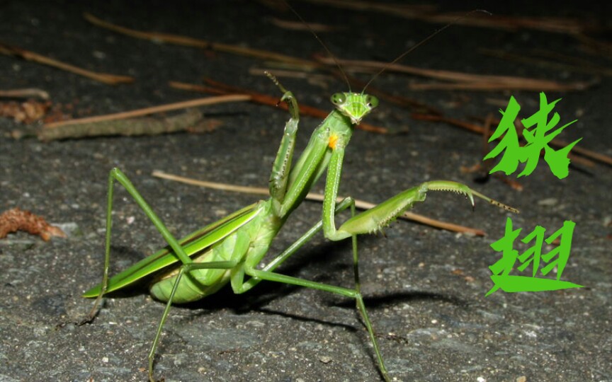 【螳螂图册7】狭翅大刀螳(Tenodera angustipennis)哔哩哔哩bilibili