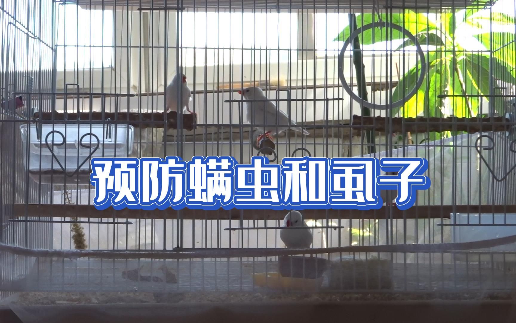 【宠物鸟】预防笼养鸟感染螨虫和虱子哔哩哔哩bilibili