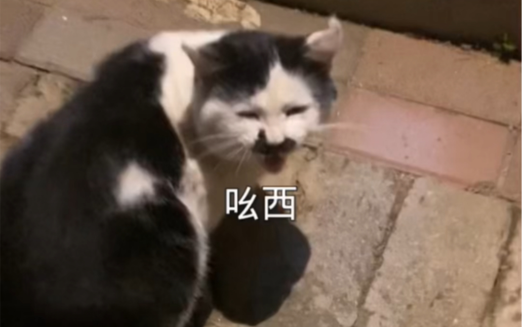 [图]八嘎猫