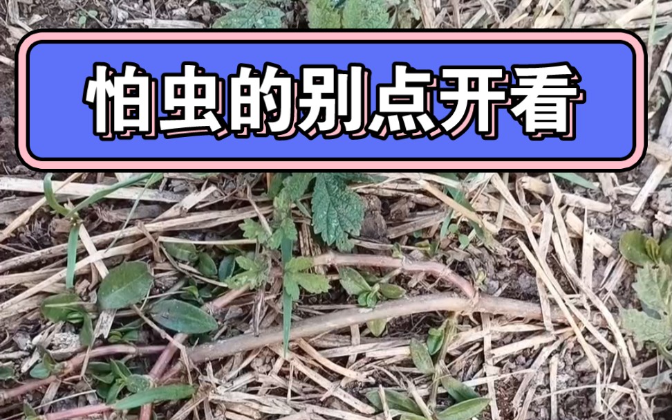 这些个肉虫子是什么虫?好大一只,还有点恶心.是某种甲虫的幼虫吗?哔哩哔哩bilibili