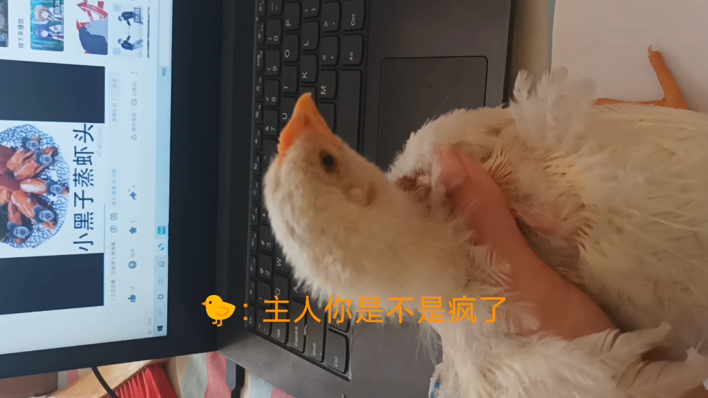 [图]给家里的小鸡听鸡叫进行曲