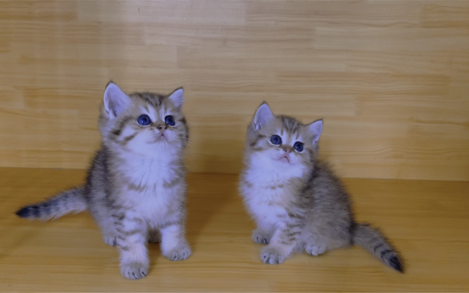 活动  金渐层23色号俩妹妹找新家价格便宜