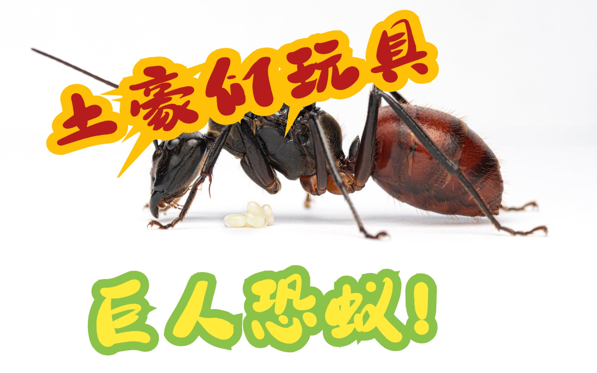 4.巨人恐蚁(dinomyrmex gigas)