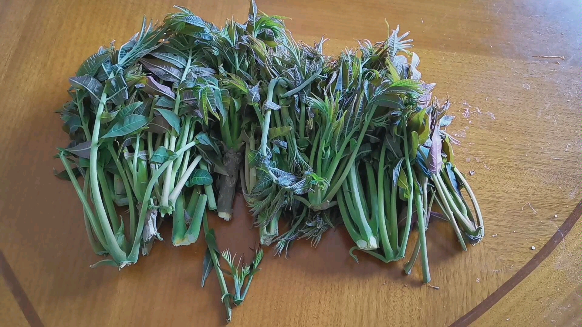 香椿树苗生产厂家