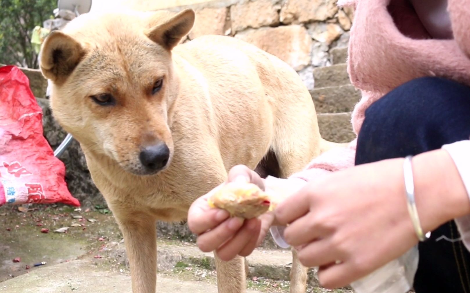 中华田园犬露露妈一口气生5只崽都消瘦了喂个大鸡腿给它补补