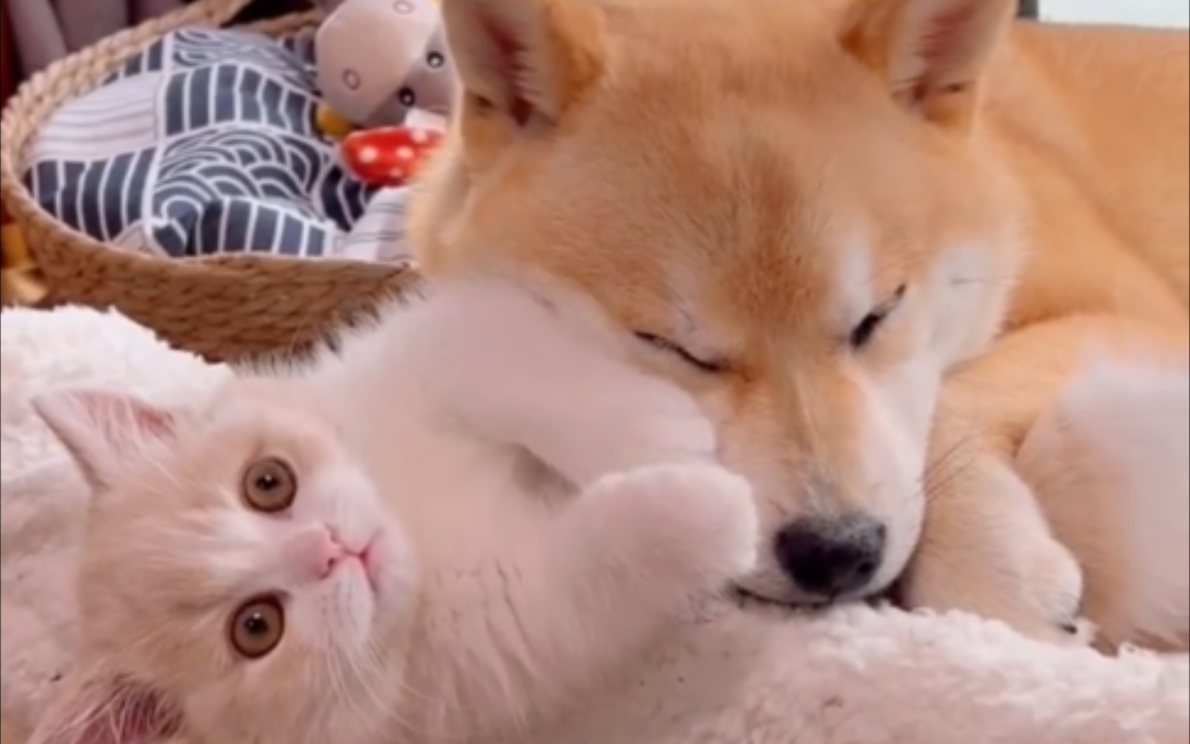 在猫的眼中所有动物都是猫