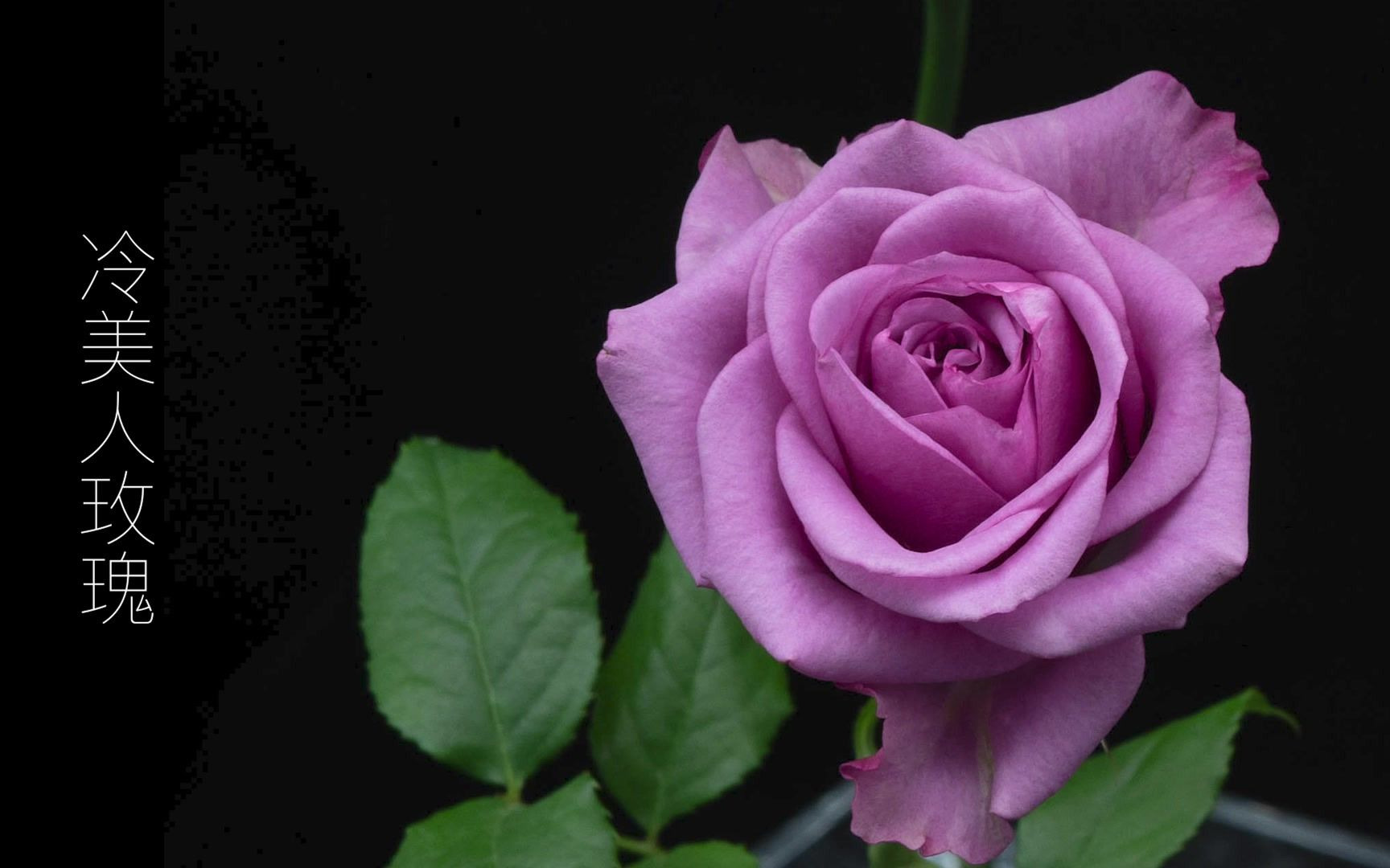 冷美人玫瑰 花开瞬间 花儿绽放