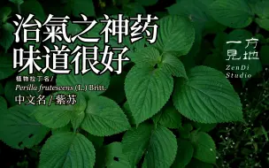 Télécharger la video: 时光荏苒的“荏”指是这种植物，紫苏