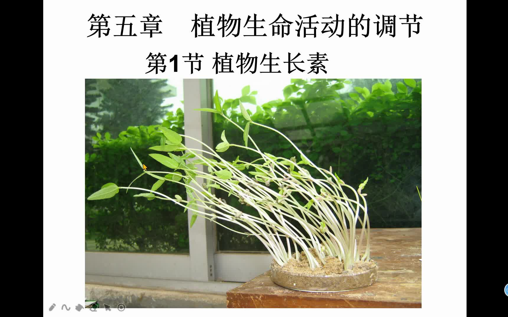 第五章 第1节 植物生长素