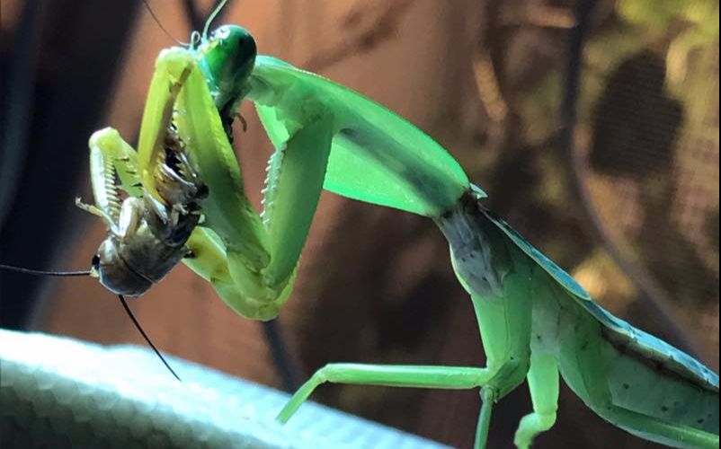 节肢动物捕食锦集