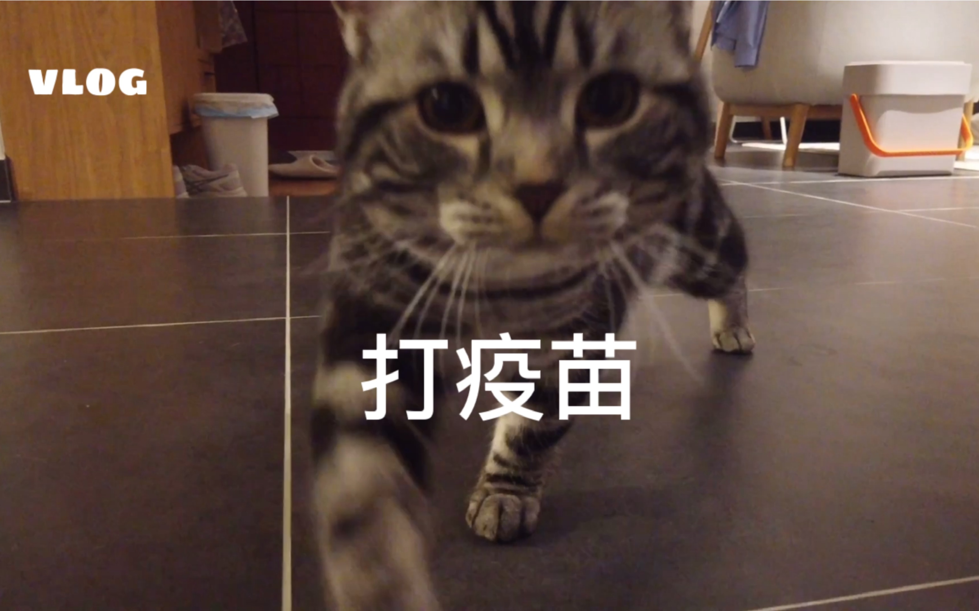 小猫咪打疫苗哔哩哔哩bilibili