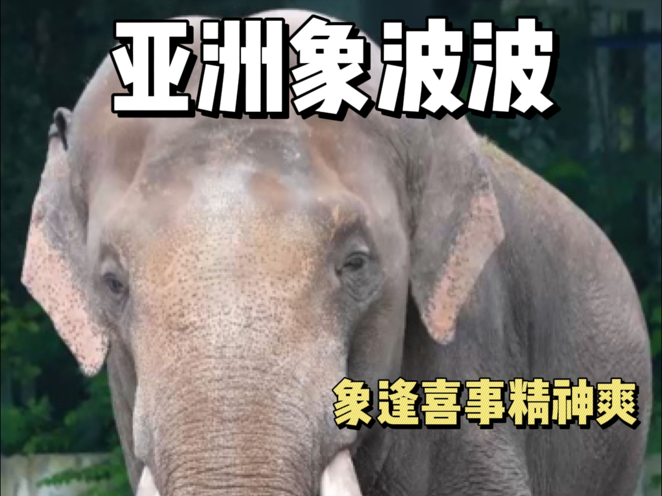 波波:"象"逢喜事精神爽