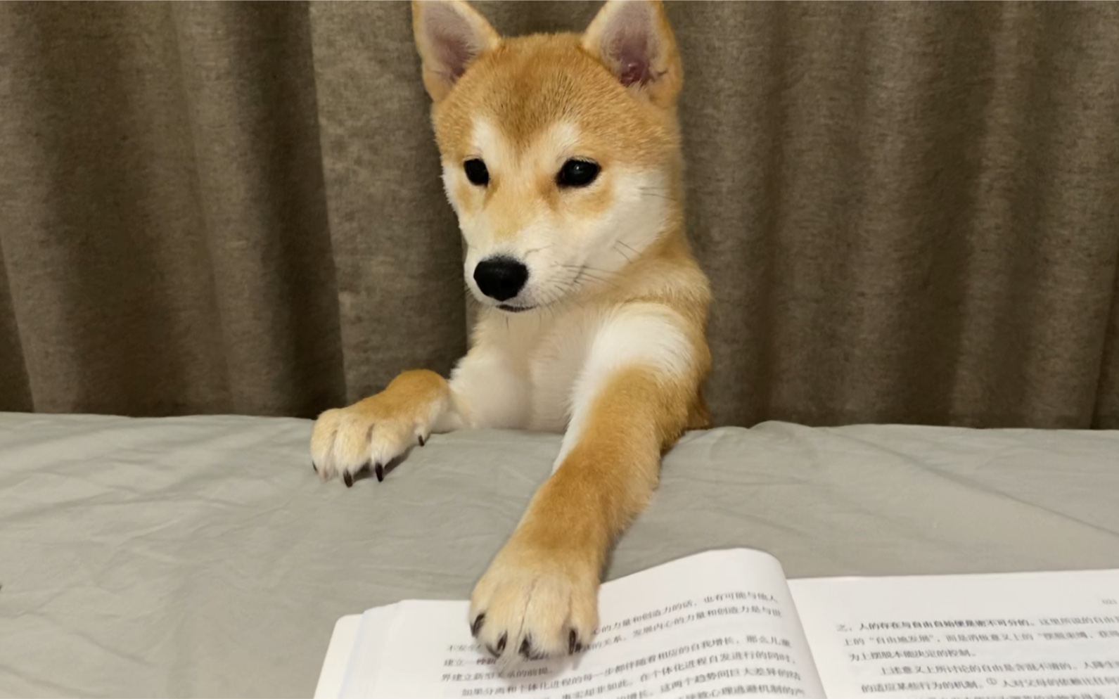 柴犬:都说了不许在床上看书!_哔哩哔哩 (゜-゜)つロ 干杯~-bilibili