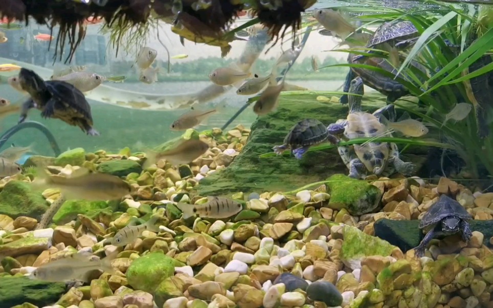 【原生缸 龟缸】鱼龟混养的安逸时光_哔哩哔哩_bilibili
