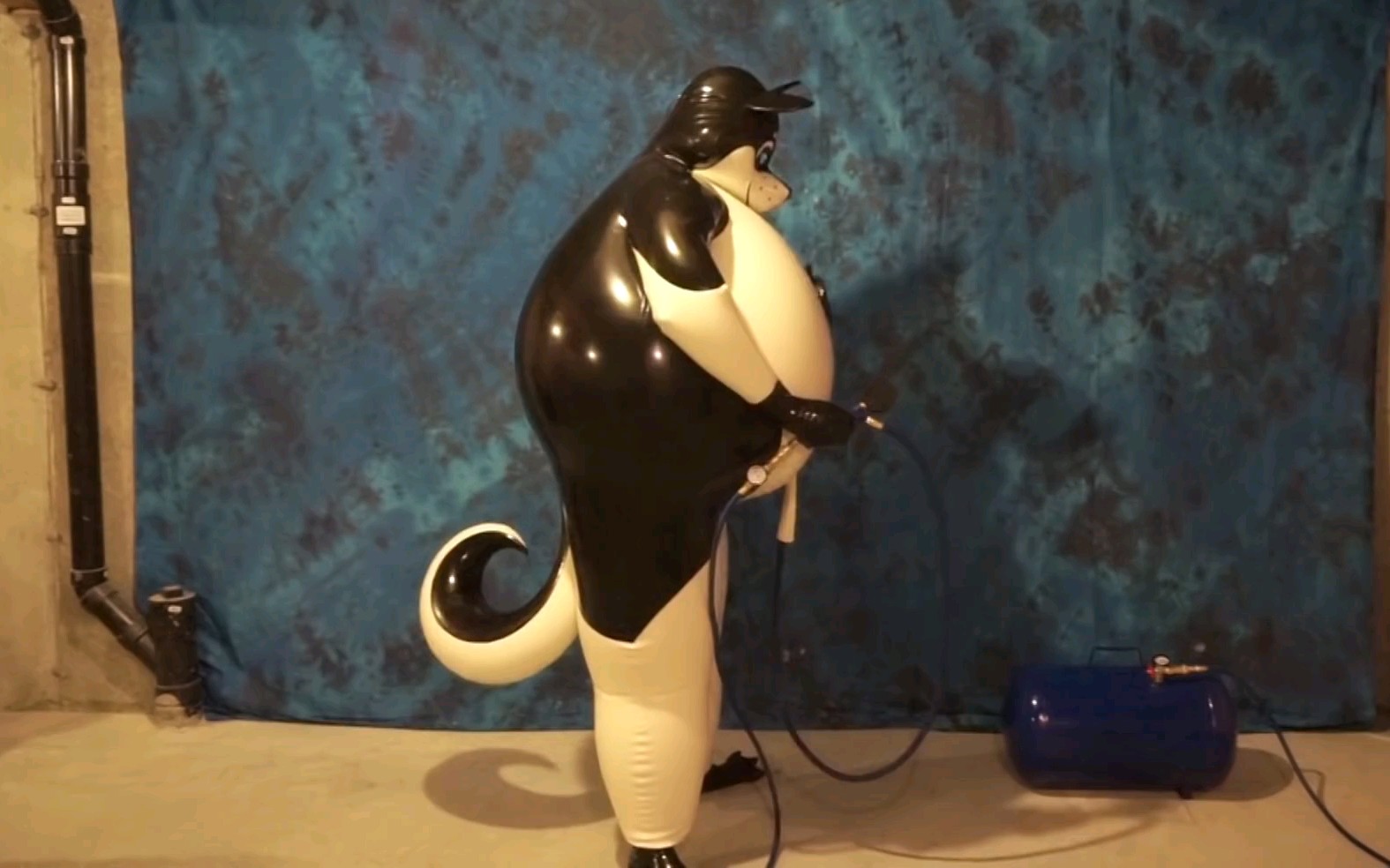 【充气服】充气二哈服.充满气的哈士奇有点膨胀?