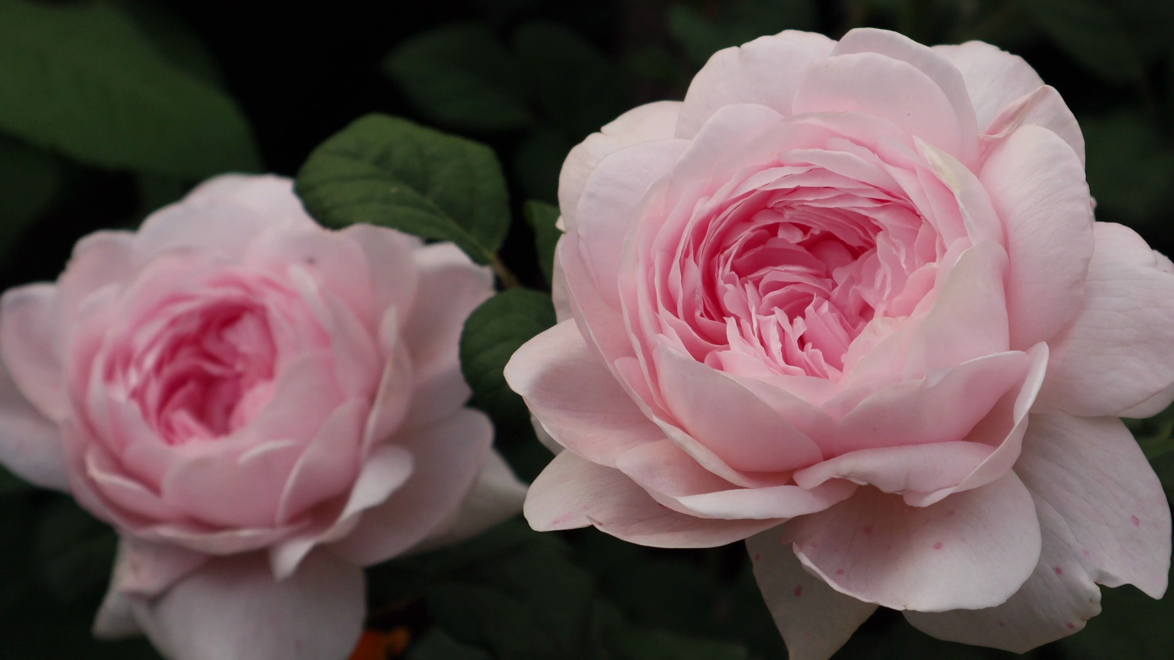 这就是女王本王了大卫奥斯汀最仙的月季瑞典女王分享三个秘籍防止女王