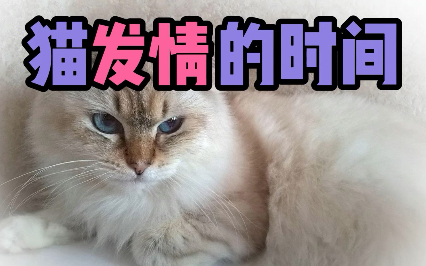 猫发情的时间哔哩哔哩bilibili