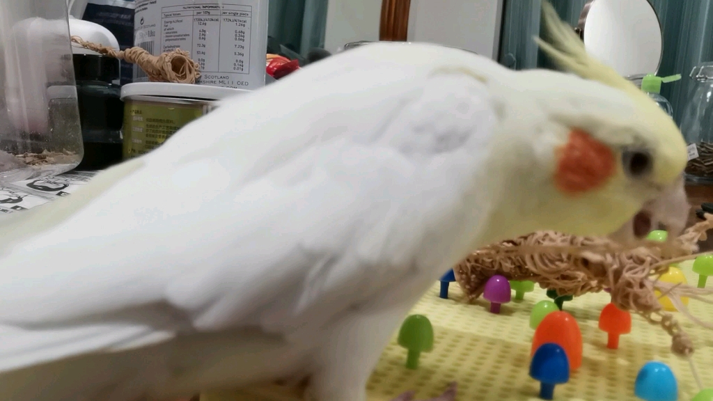 玄凤鹦鹉傻龙龙把我第一个3d成品给叨叨了碎了算了本来就是做着给他们