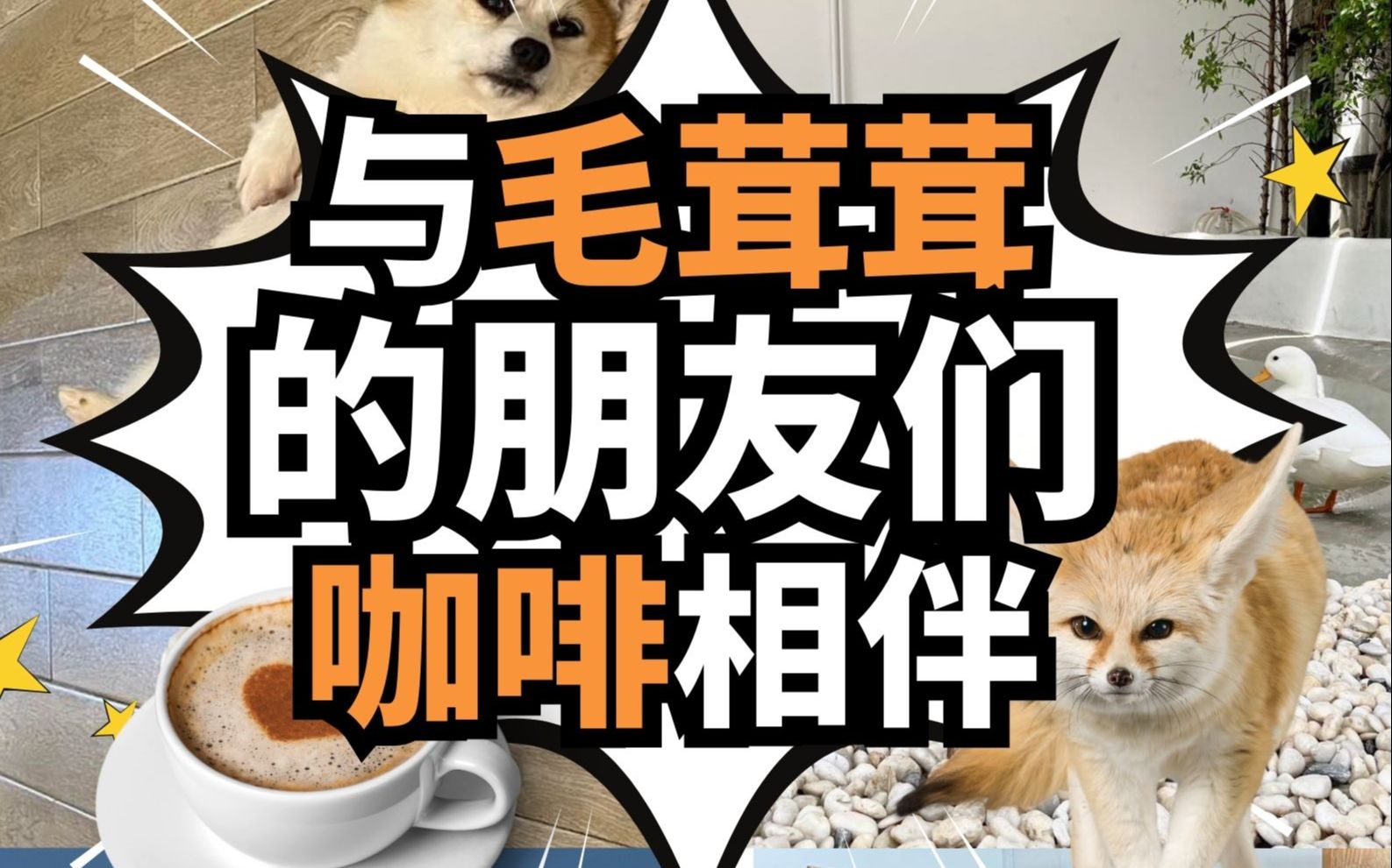 与毛茸茸的朋友们咖啡相伴!☕𐟦Š哔哩哔哩bilibili