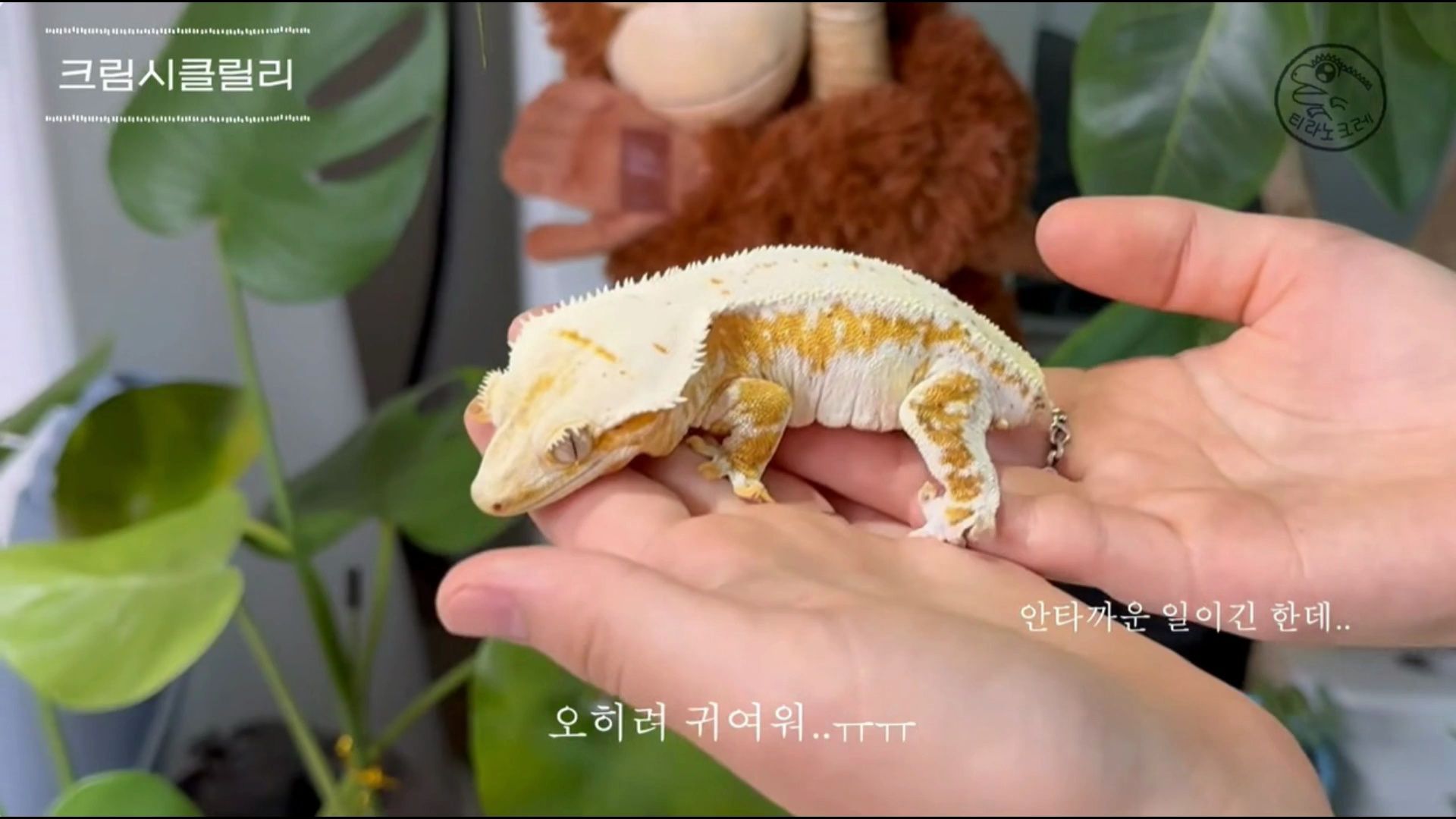 睫角守宫 黄色变体