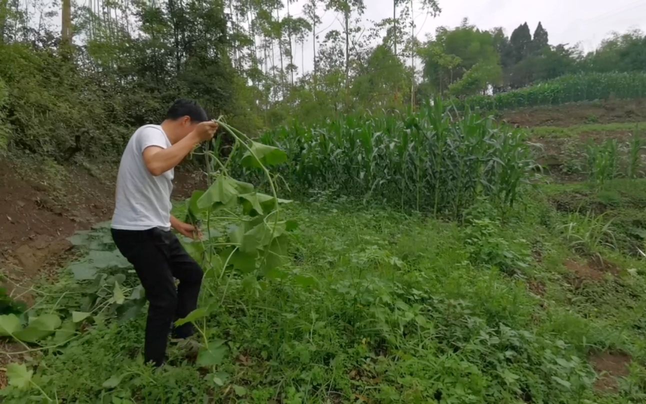 山味仙告诉你呆在农村有多好,生活工作两不误,菜园也是一片生机哔哩哔哩bilibili