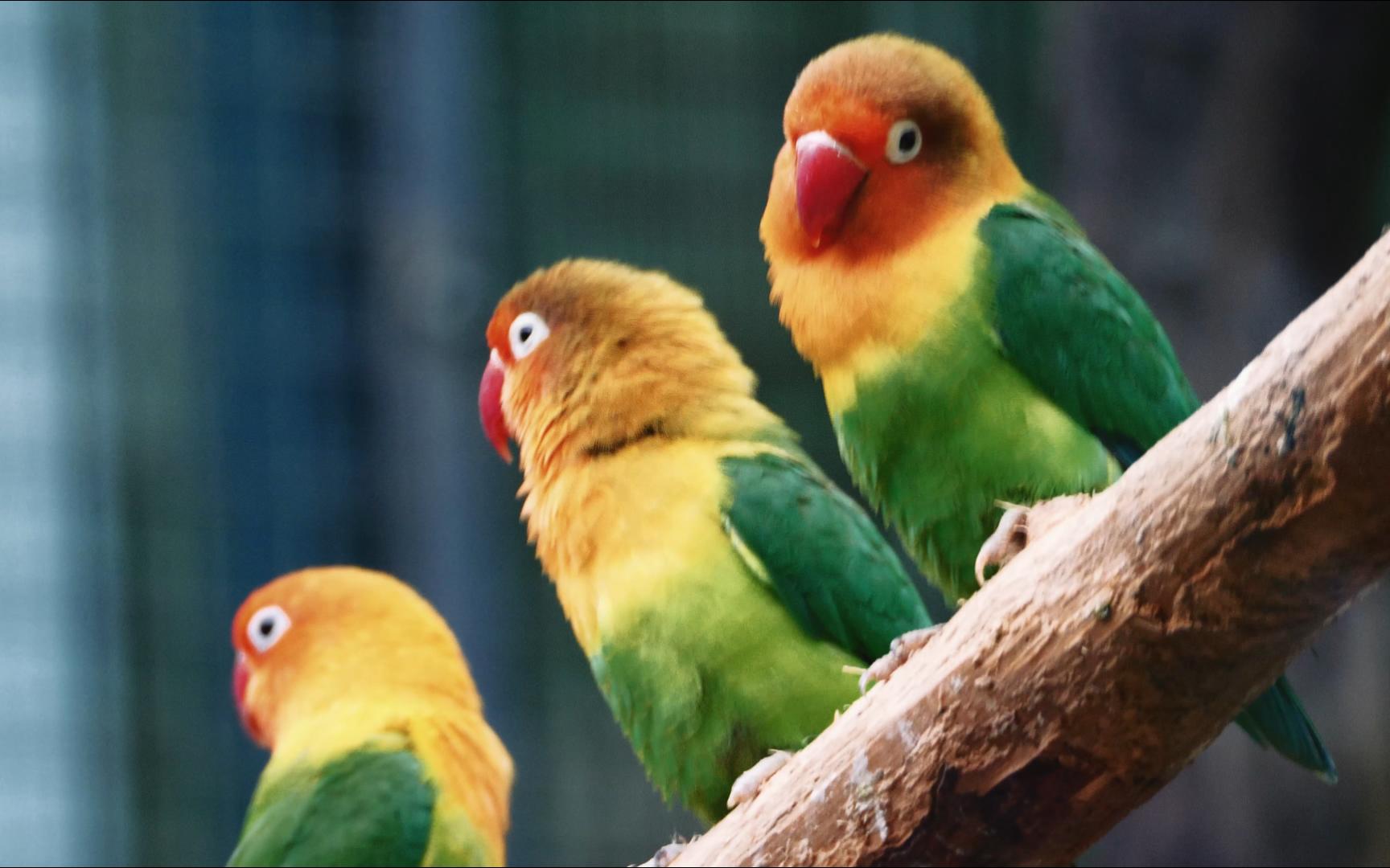 【牡丹鹦鹉】性格活泼 毛色暖嫩的小小鸟