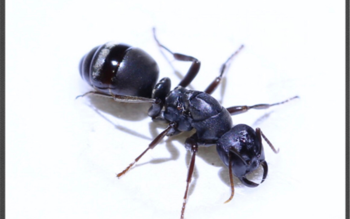 记录一下爱吃面的悍蚁小群