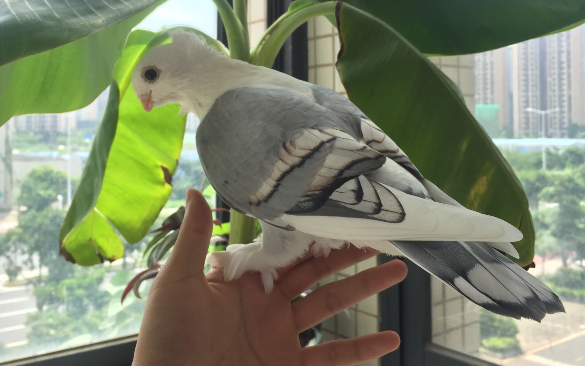 淑女鸽#一不小心多一个动物小情人!