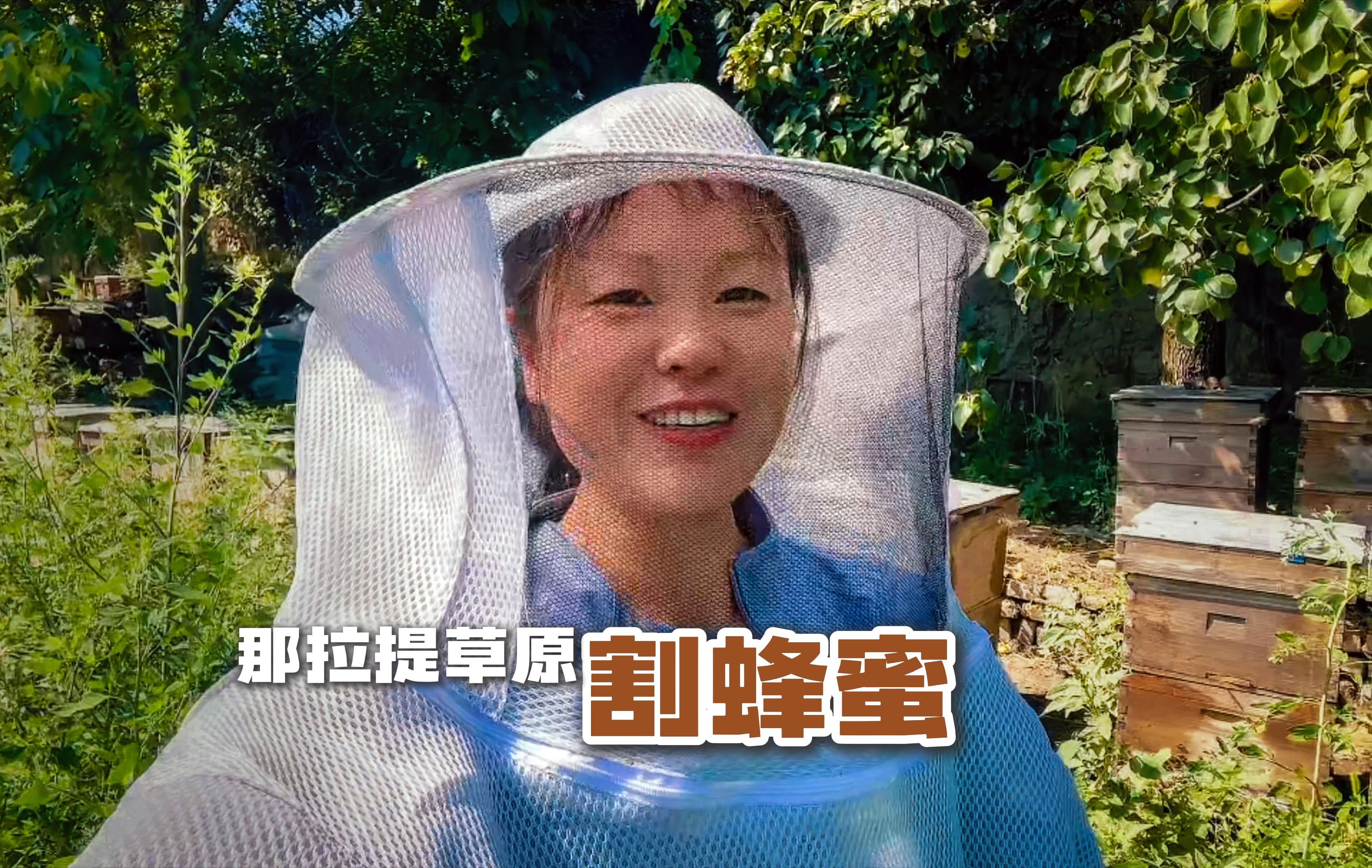 那拉提草原天山黑锋百花蜜成熟了,走进割蜜现场,真过瘾!