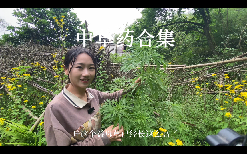 【中草药合集】你身边有这些植物吗?哔哩哔哩bilibili