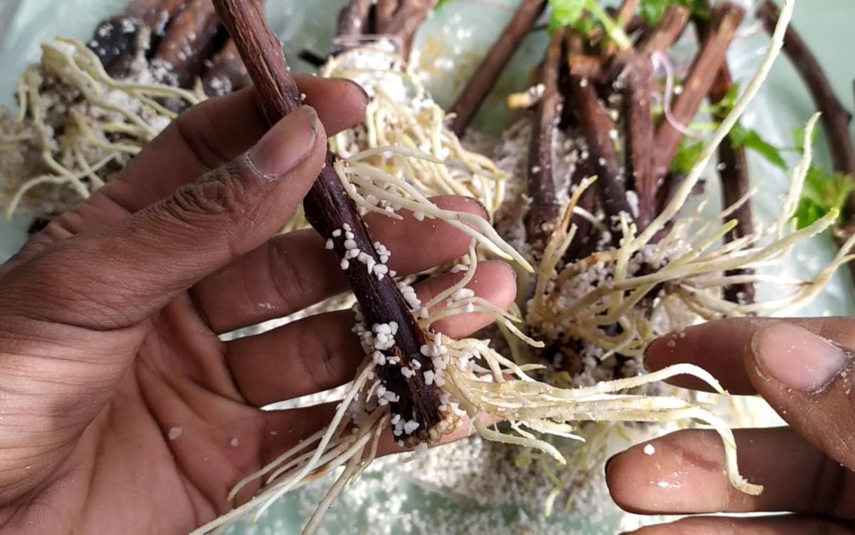 用这种方式扦插葡萄非常简单,葡萄枝条的冬季保存与扦插.