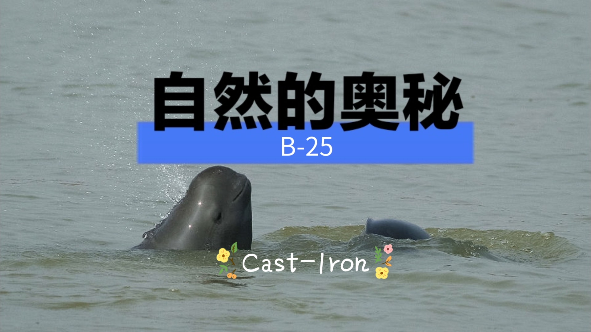 自然的奥秘B25哔哩哔哩bilibili