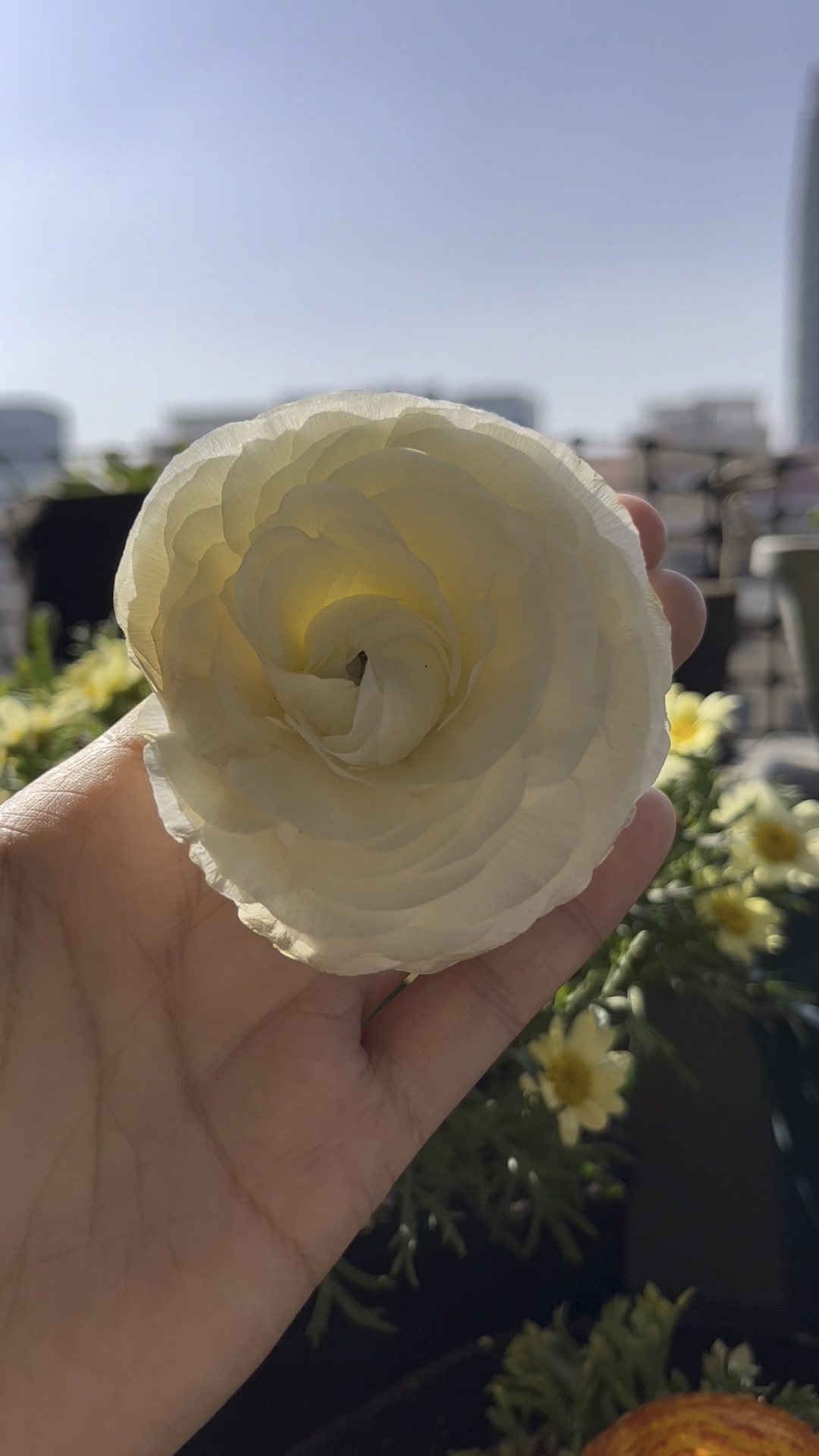 白色花毛茛真好看呀[保卫萝卜_哇]