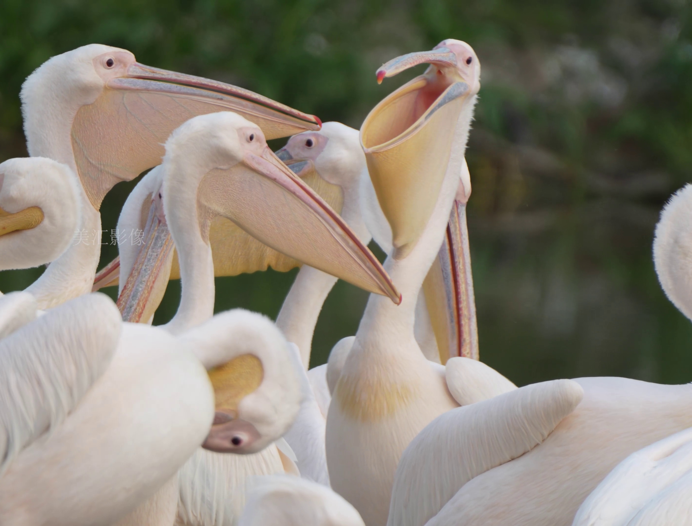 爱梳理羽毛的鹈鹕#鹈鹕#原创鸟类视频#4k原创鸟类视频