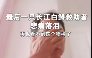 Tải video: 最后一只长江白鲟救助者悲痛落泪： 再也看不到这个物种了