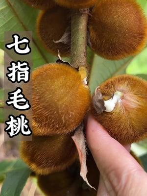 毛桃在广东和闽南地区广泛使用,它全身是宝,它的根部可以炖汤,也可以晒干泡酒,叶子可以制茶,果实可以泡酒,还是我们小时候的零食哔哩哔哩bilibili