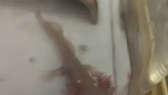 求助：我的六六突然腮变红还漂浮起来了