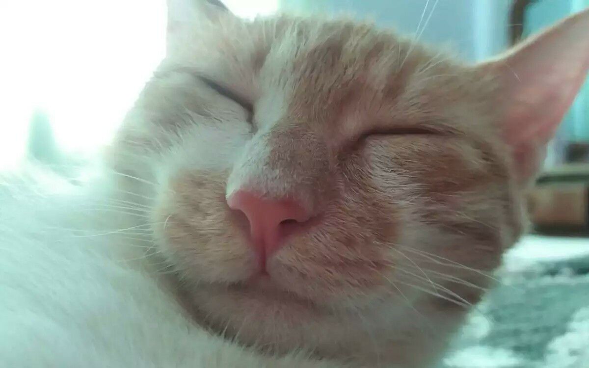 十只橘猫九只胖胖_动物圈_生活_bilibili_哔哩哔哩弹幕视频网