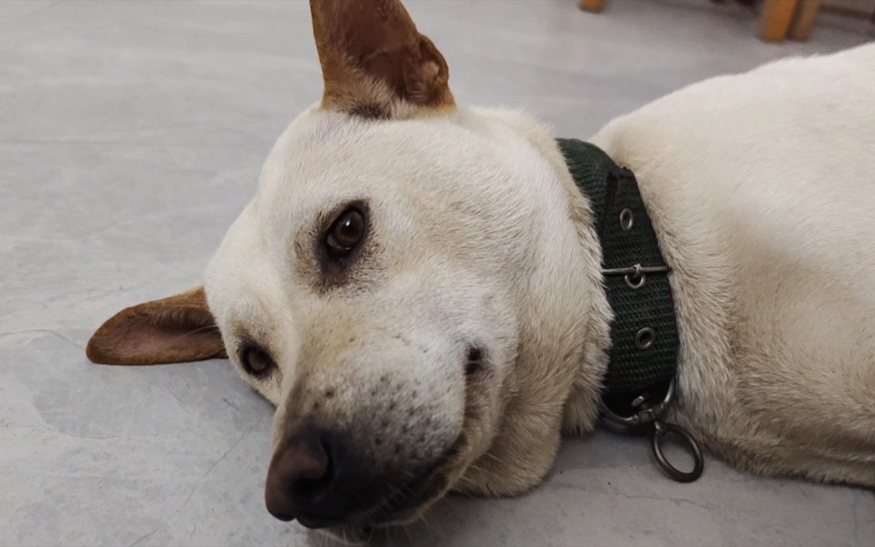 活动  田园犬:怀孕真的很累狗(眼神空洞)