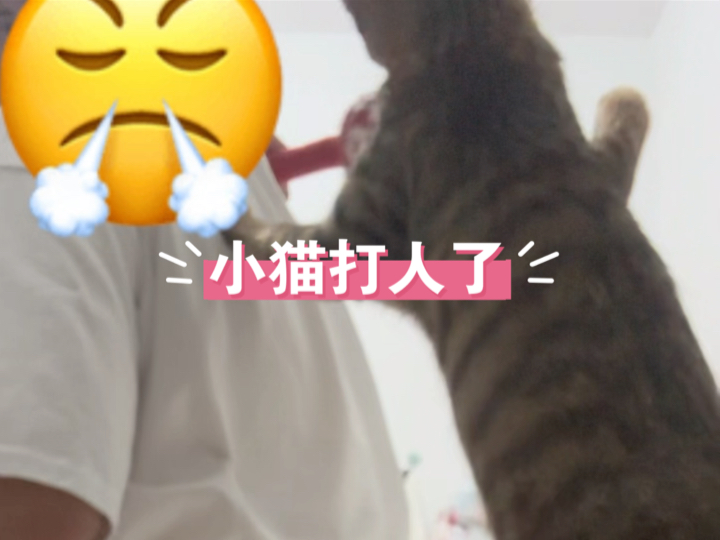 暴躁的猫娃,无奈的铲屎官哔哩哔哩bilibili