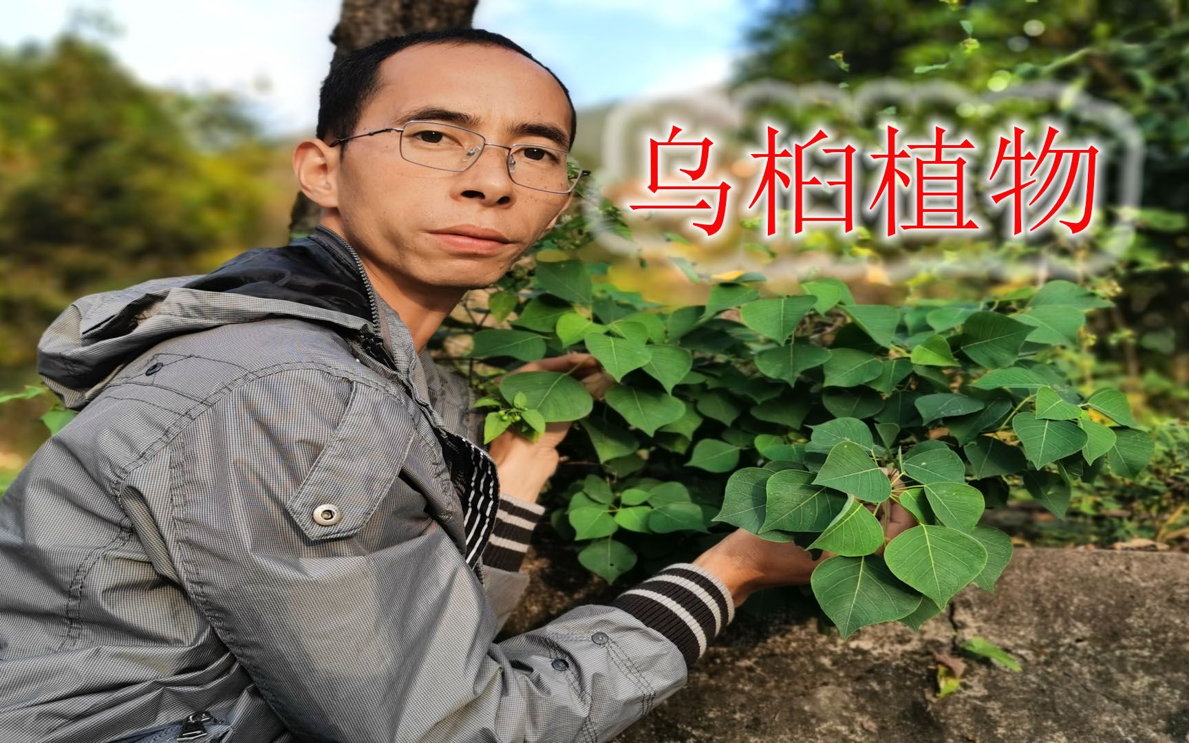 “乌桕”植物有毒!但是它全身都是宝,大家了解多少呢?哔哩哔哩bilibili