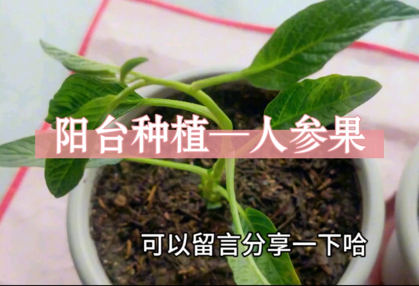 在北方,阳台种植人参果能成功吗哔哩哔哩bilibili