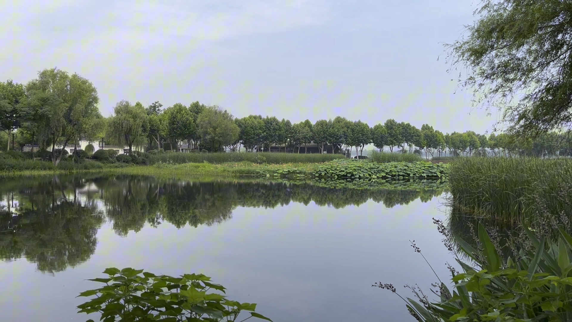 实拍武汉金银湖国家湿地公园,绣球睡莲荷花盛开,风景美不胜收