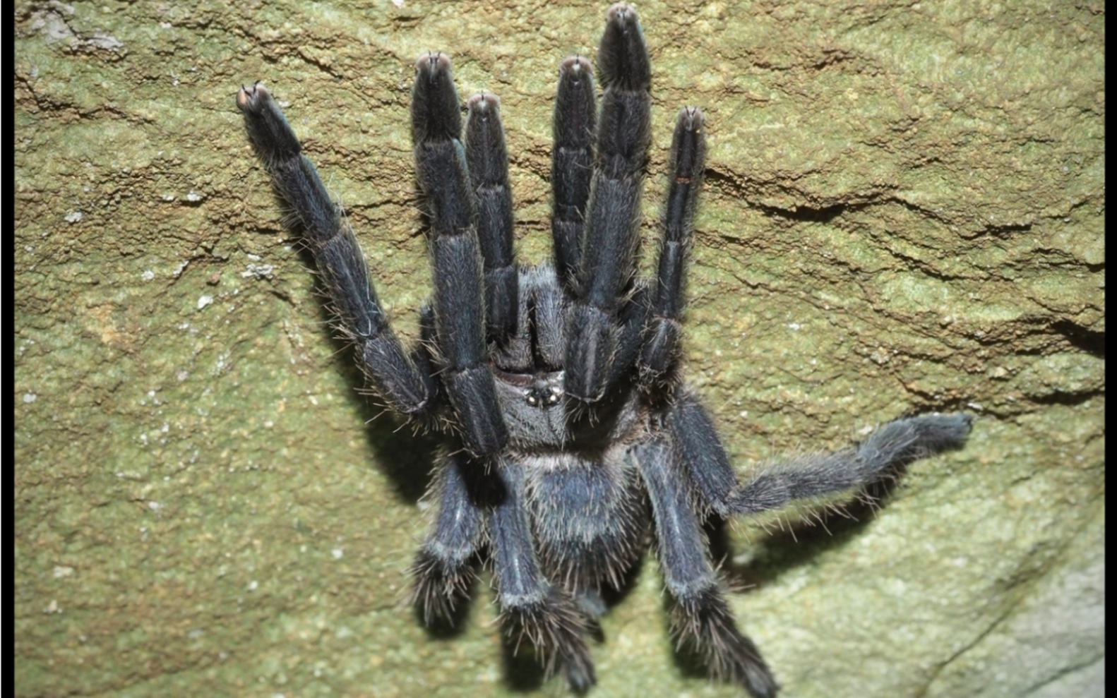 漆黑的蜘蛛第二季图片