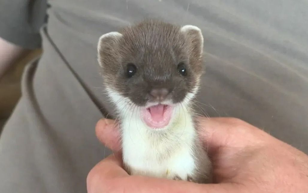 this adorable stoat kit is now so playful - stoat wildlife