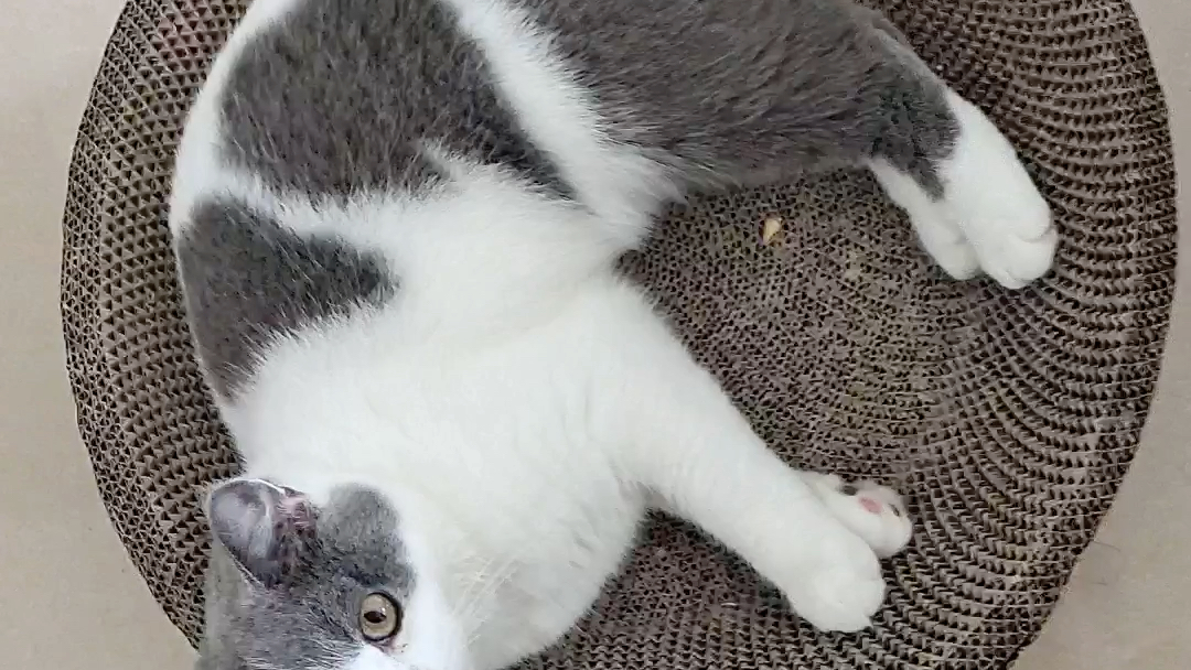 黑心猫咪凶巴巴开始骂人了